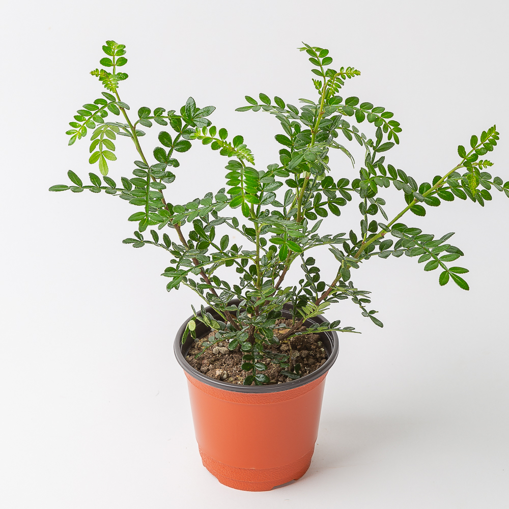 산초 키우기쉬운 공기정화식물 반려 식물 플랜테리어 제품 이미지