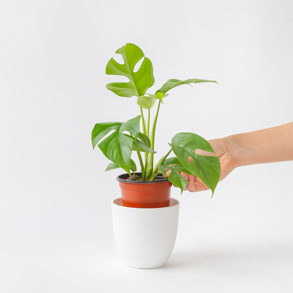 히메 몬스테라 키우기 쉬운 공기정화식물 이미지 3