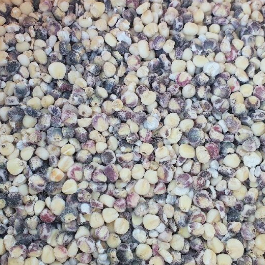 별미중에 별미 밥에 넣어먹는 국내산 햇 찰옥수수알 800g - 상세 이미지 5