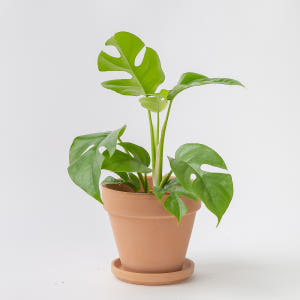 히메 몬스테라 키우기 쉬운 공기정화식물 실사용 후기 | 효과 있을까? - 상품 이미지 2