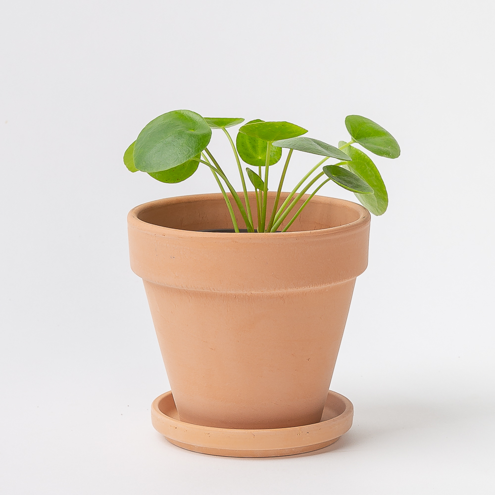 필레아페페 키우기 쉬운 공기정화식물 반려 식물 플랜테리어