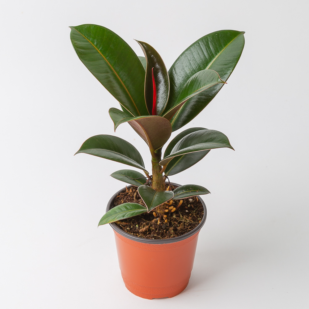 멜라니 고무나무 행복을 가져다 주는 키우기 쉬운 공기정화식물