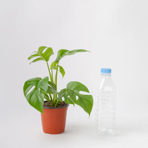 히메 몬스테라 키우기 쉬운 공기정화식물 실사용 후기 | 효과 있을까? - 상품 이미지 4