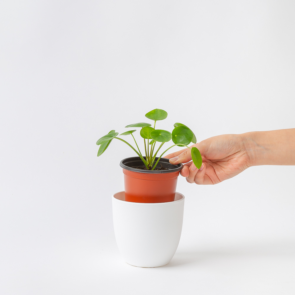 필레아페페 키우기 쉬운 공기정화식물 반려 식물 플랜테리어