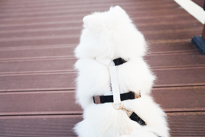 바유 강아지 하네스 H형 가슴줄 순면 라이트버전 XS