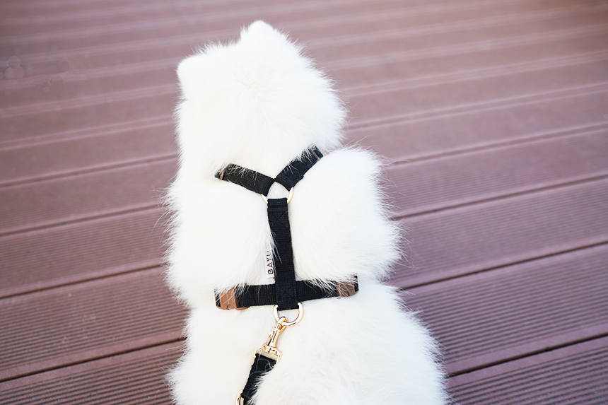 바유 강아지 하네스 H형 가슴줄 순면 라이트버전 XS