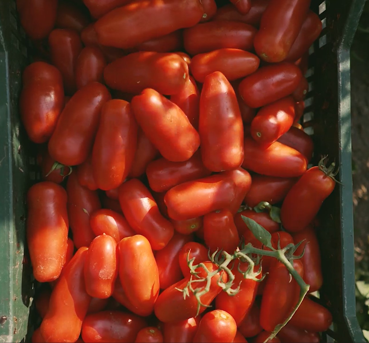카사마라조 산마르자노 DOP 토마토소스 300g 이미지 7