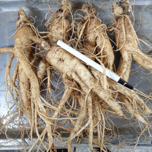금산인삼 왕 난발삼 1채 5-6뿌리 750g 맛있게 먹은 솔직 후기 - 상품 이미지 2