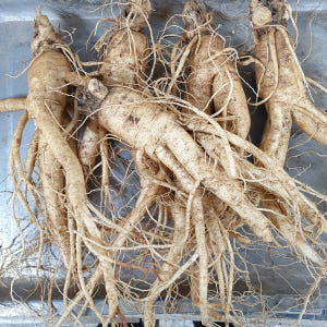 금산인삼 왕 난발삼 1채 5-6뿌리 750g 맛있게 먹은 솔직 후기 - 상품 이미지 4