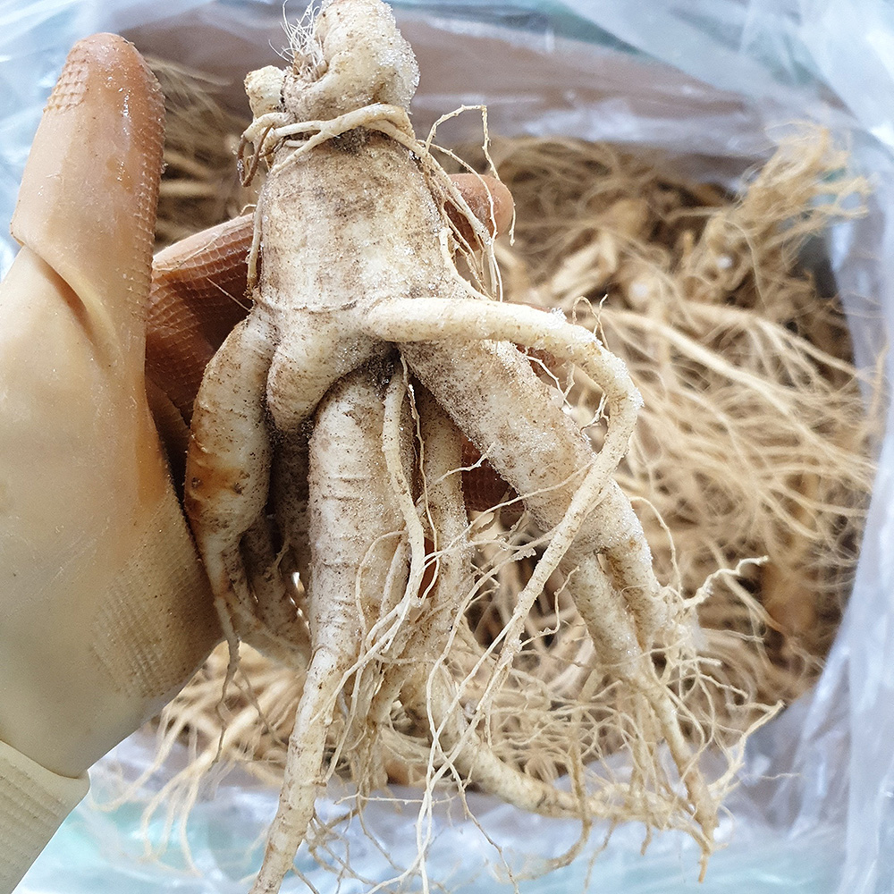 금산인삼 왕 난발삼 1채 5-6뿌리 750g - 상세 이미지 4