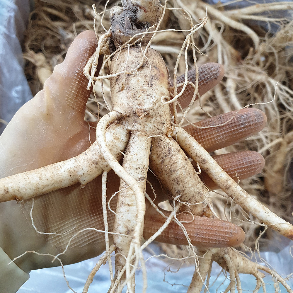 금산인삼 왕 난발삼 1채 5-6뿌리 750g - 상품 이미지