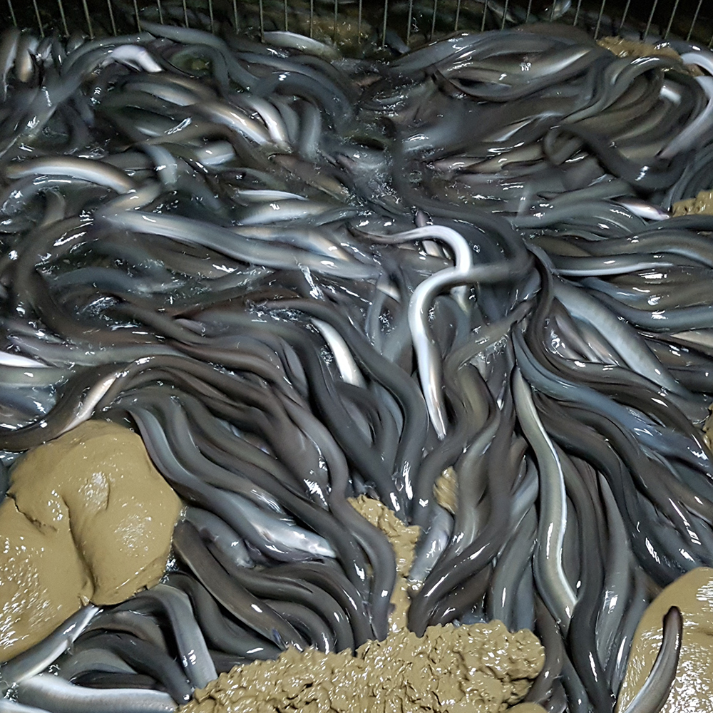 미식애락 국내산 손질 민물장어 1kg 손질후 600g 이미지 6