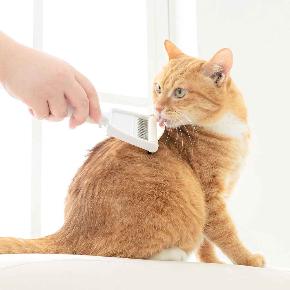 펫트리움 빗숑 브러쉬 강아지 고양이 죽은털제거 털관리