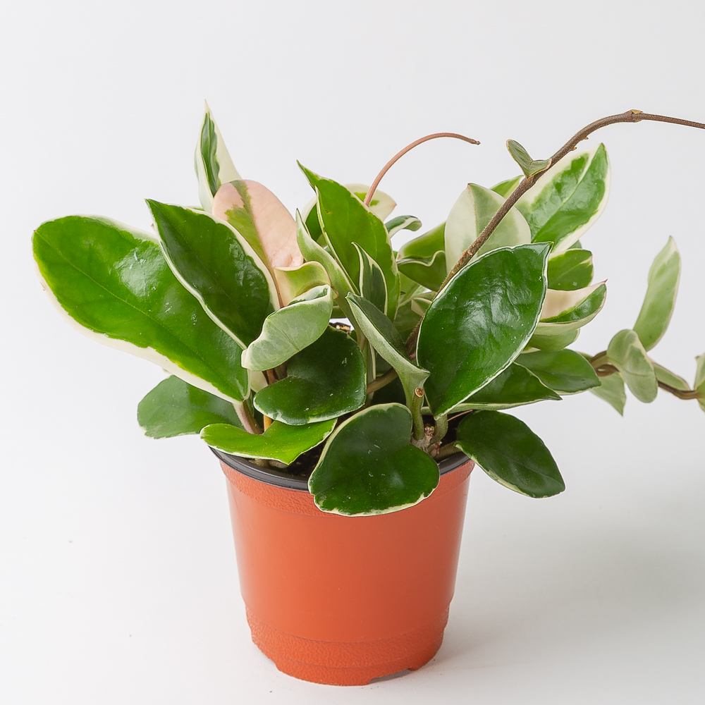 호야 꽃피는 공중 행잉식물 키우기 쉬운 공기정화식물 제품 이미지