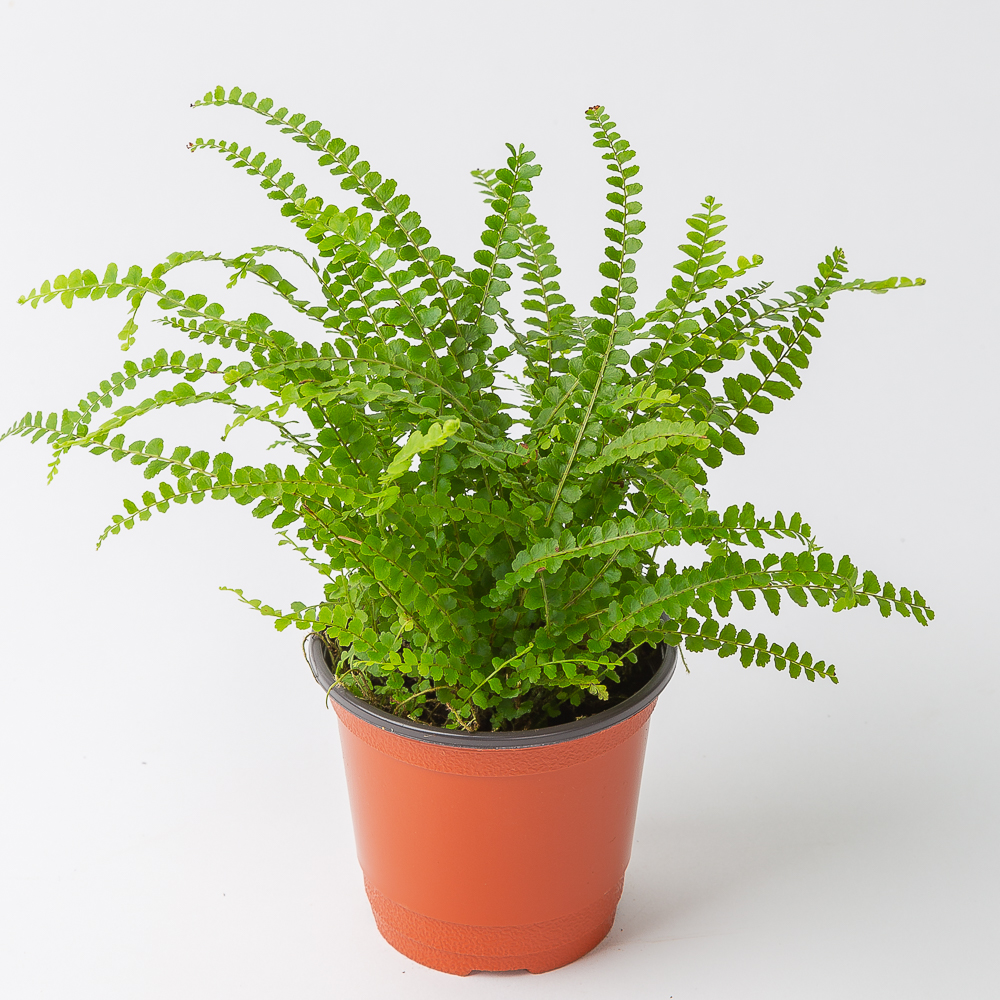 더피 고사리 키우기 쉬운 공기정화식물 제품 이미지