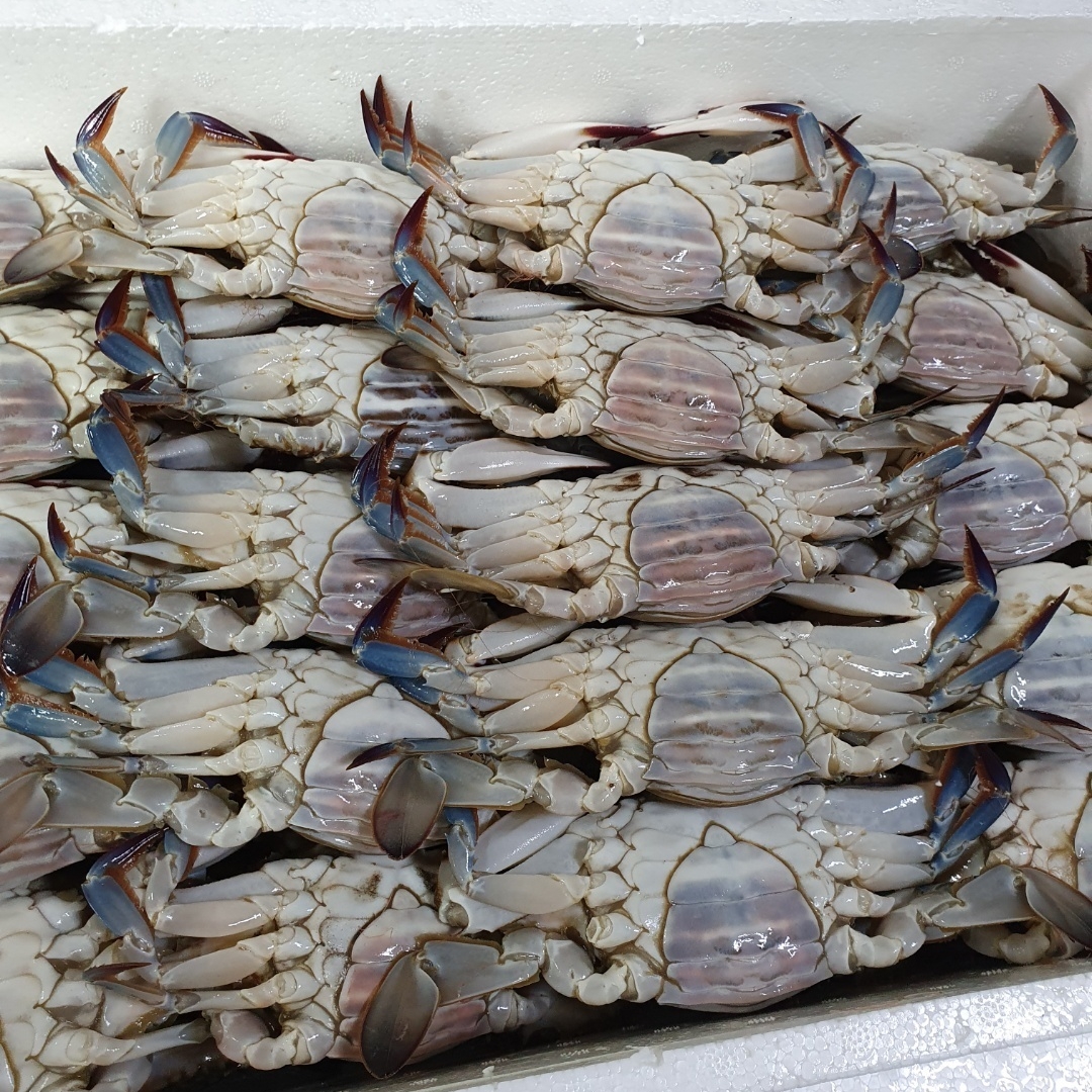 연평도 제철 꽃게 1kg 산지직송 활 급냉 숫꽃게 절단 몽당 - 상세 이미지 5