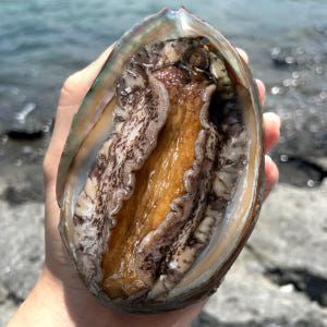 진도 활 전복 1kg 복날 선물세트 보양식 맛있게 먹은 솔직 후기 - 상품 이미지 1