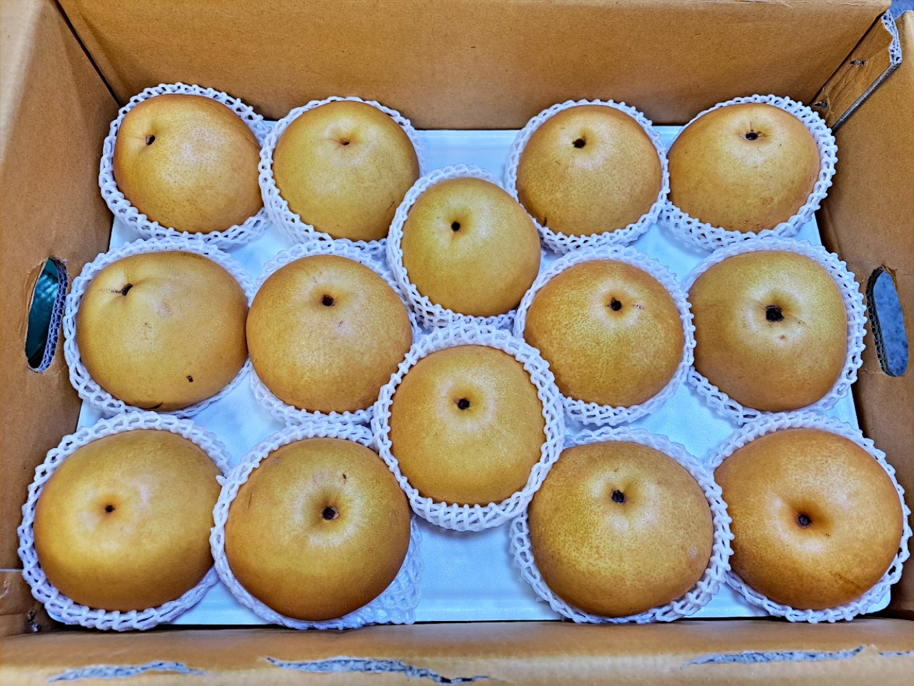 나주배 신고배 2kg 5kg 15kg 못난이 흠과 가정용