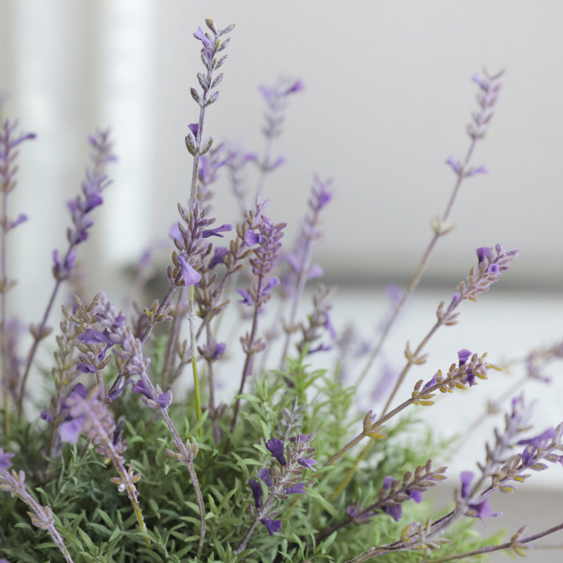 프렌치 라벤더 식물 인테리어 조화 이미지 3