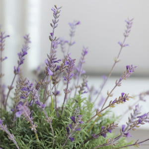 프렌치 라벤더 식물 인테리어 조화 실사용 후기 | 효과 있을까? - 상품 이미지 3