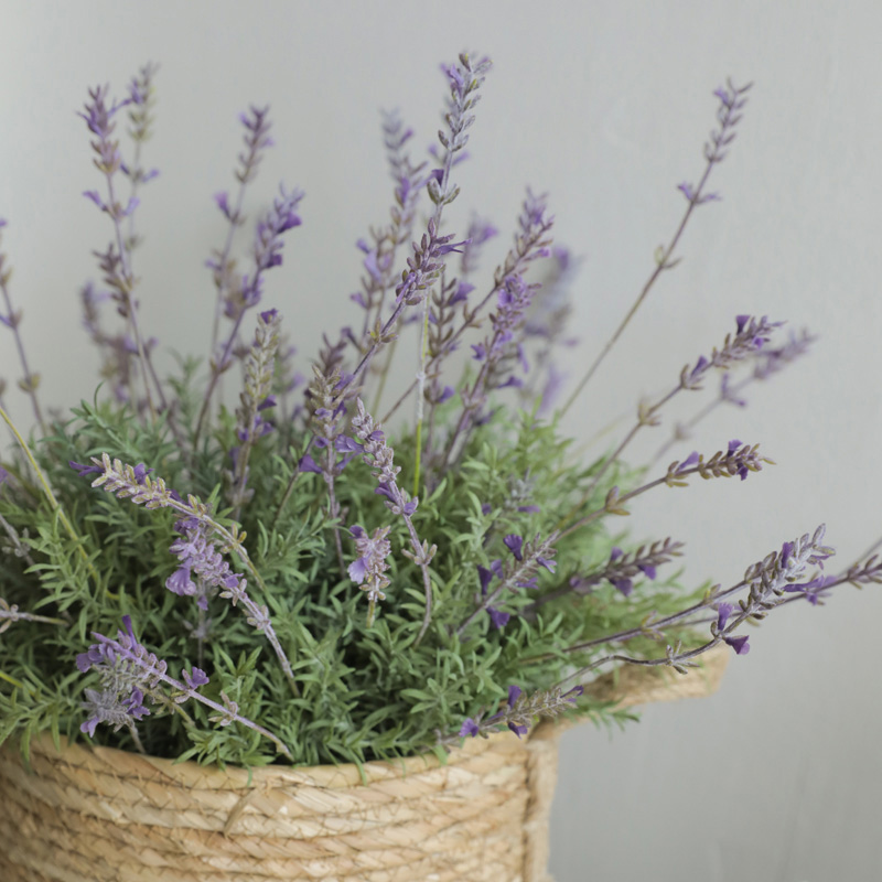 프렌치 라벤더 식물 인테리어 조화 실사용 후기 | 효과 있을까? - 대표 이미지