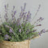 프렌치 라벤더 식물 인테리어 조화 실사용 후기 | 효과 있을까? 썸네일