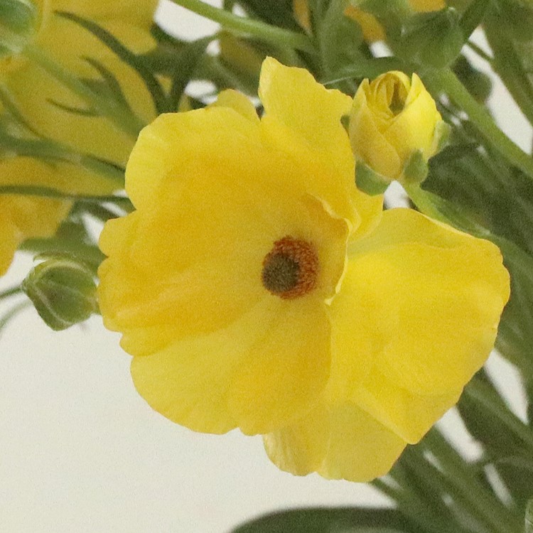 (BEST) 버터플라이 라넌큘러스(3colors) - 제철꽃배송 졸업식 기념일 생일 탄생화 축하 선물 생화택배 양재꽃시장 정기구독 셀프웨딩부케 돌상 이미지 4