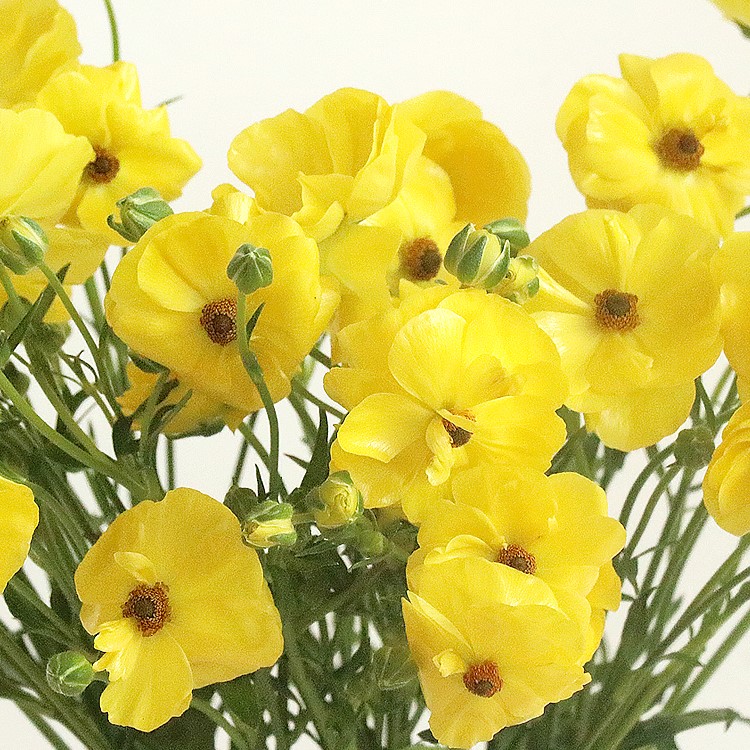 (BEST) 버터플라이 라넌큘러스(3colors) - 제철꽃배송 졸업식 기념일 생일 탄생화 축하 선물 생화택배 양재꽃시장 정기구독 셀프웨딩부케 돌상 이미지 3