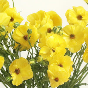 (BEST) 버터플라이 라넌큘러스(3colors) - 제철꽃배송 졸업식 ... 솔직 후기 | 실사용자 리뷰 분석 - 상품 이미지 3