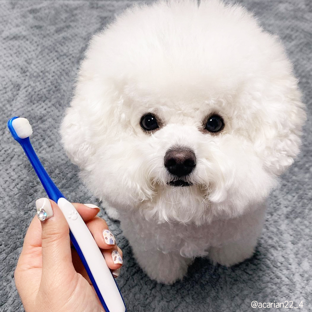 정글몬스터 덴티소프트 칫솔 M 1개입, 1개