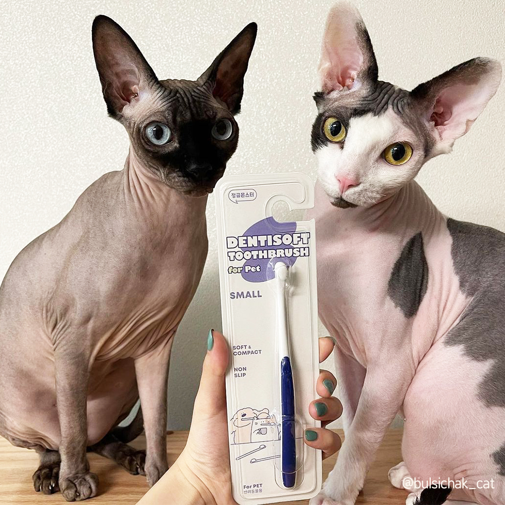 [-1.31까지] 정글몬스터 덴티소프트 칫솔 S 1개입, 1개