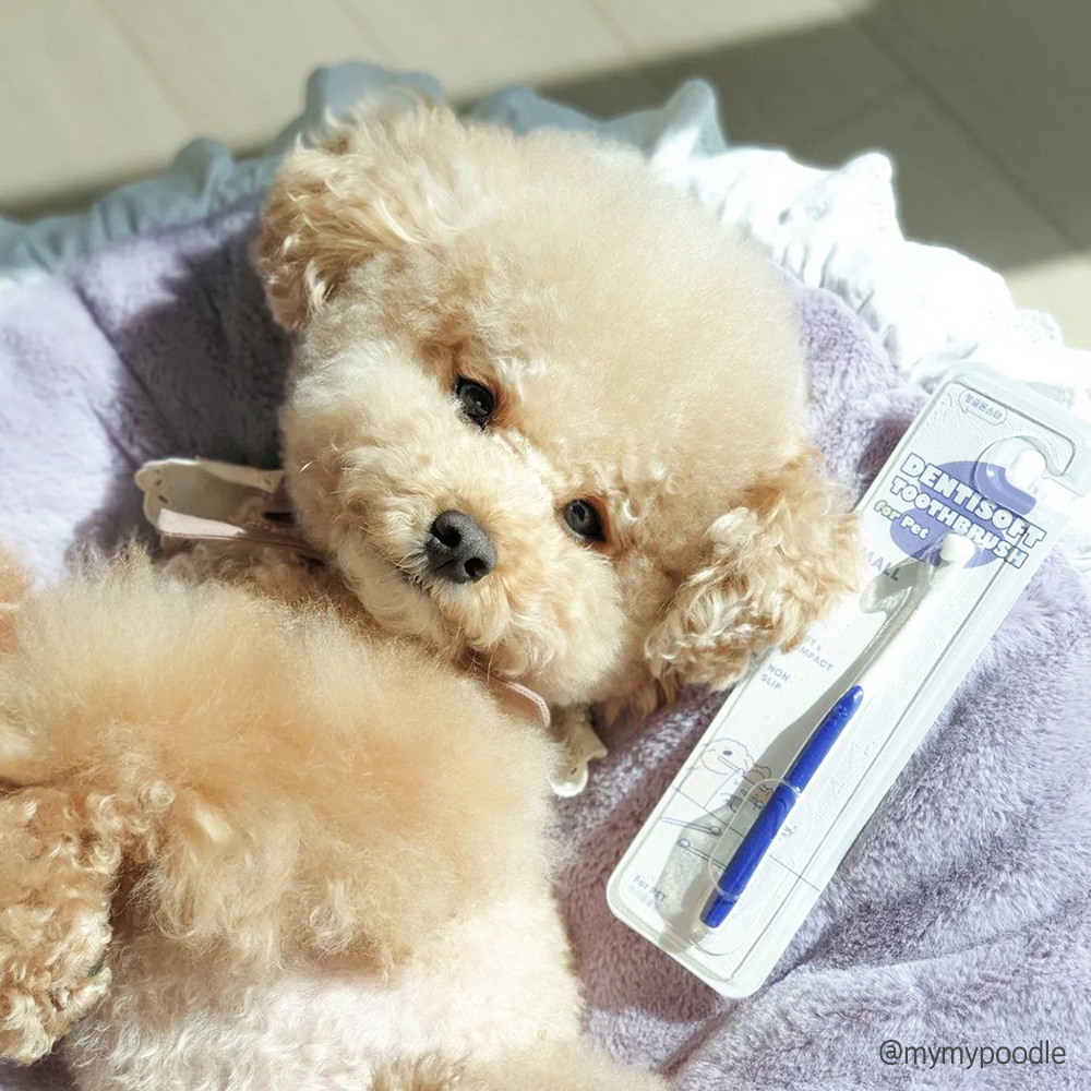 [-1.31까지] 정글몬스터 덴티소프트 칫솔 S 1개입, 1개