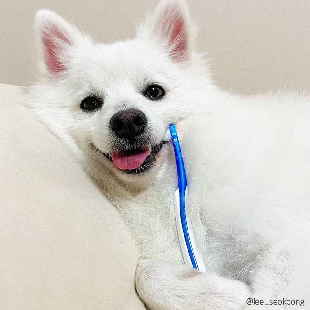 정글몬스터 덴티소프트 M 2개입+ S 1개입