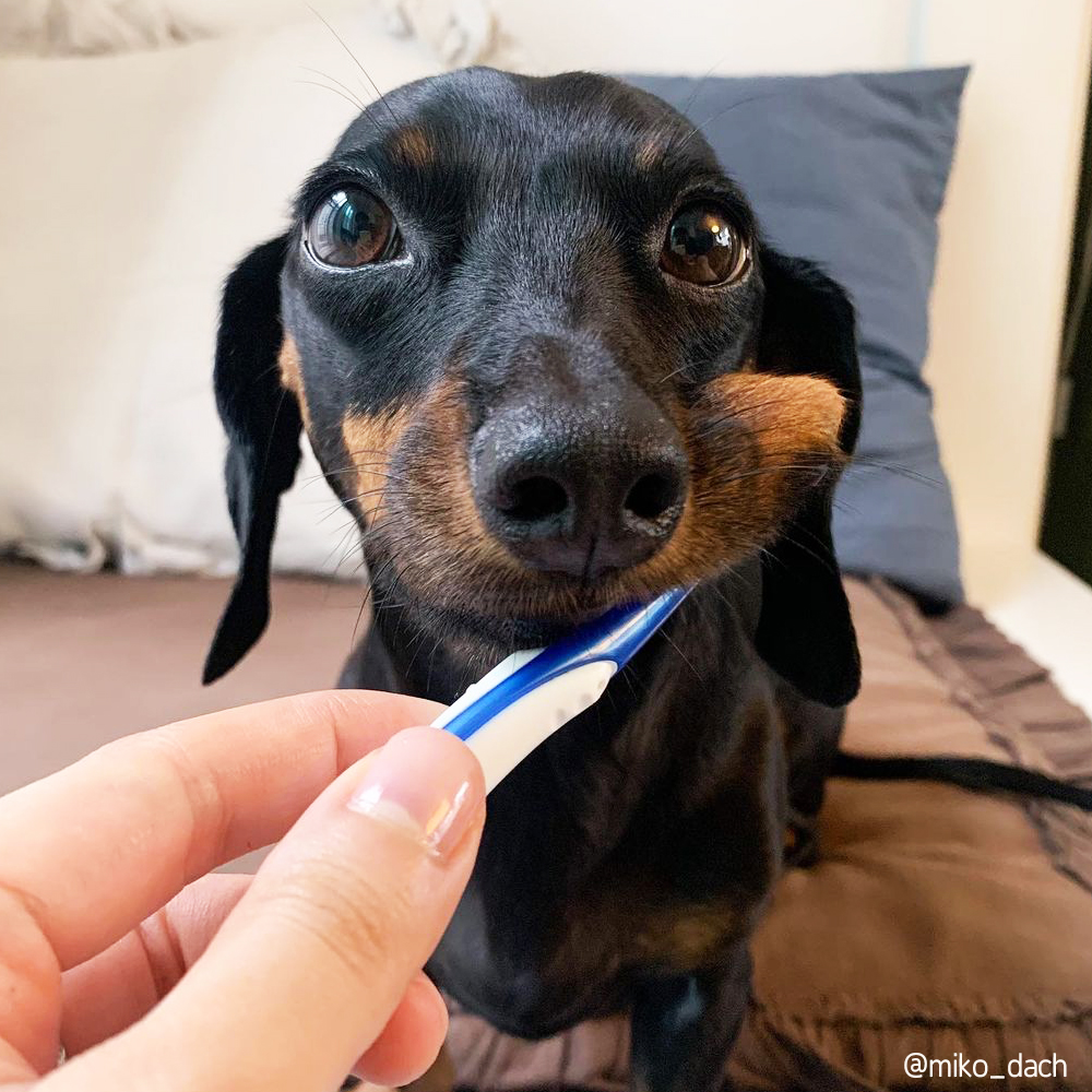 정글몬스터 덴티소프트 칫솔 M 1개입, 1개