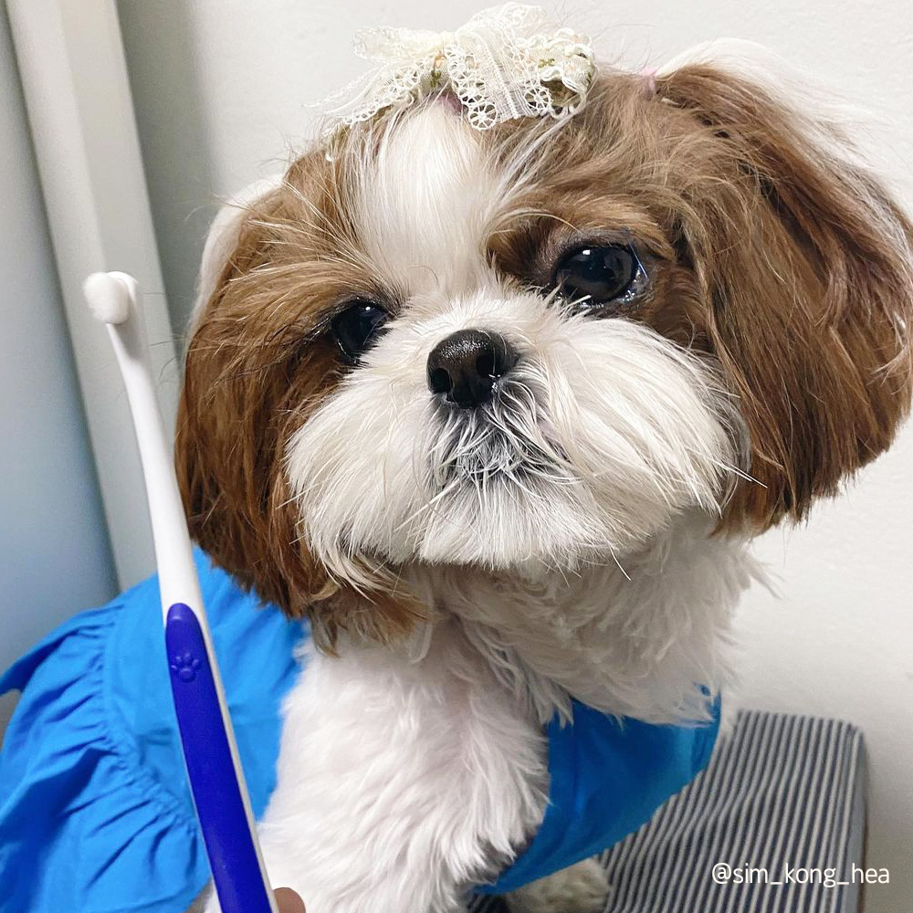 [-1.31까지] 정글몬스터 덴티소프트 칫솔 S 1개입, 1개