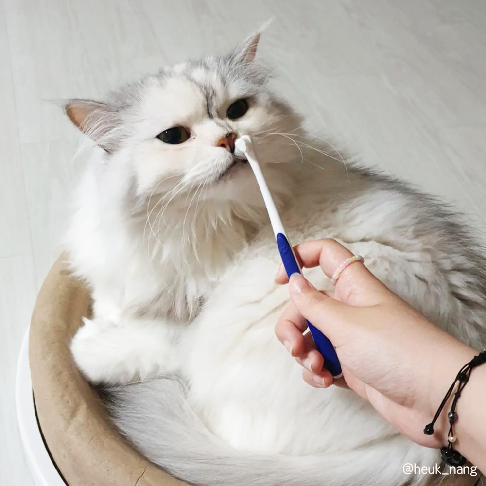 [-1.31까지] 정글몬스터 덴티소프트 칫솔 S 1개입, 1개