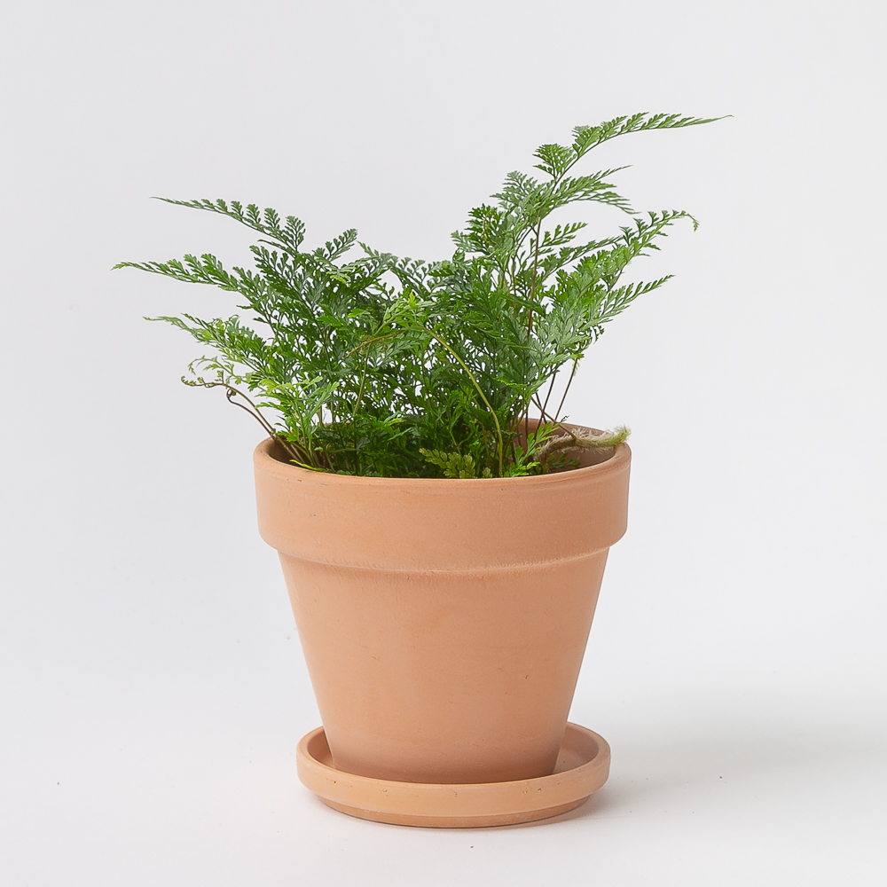 후마타 넉줄고사리 키우기쉬운 반려 식물