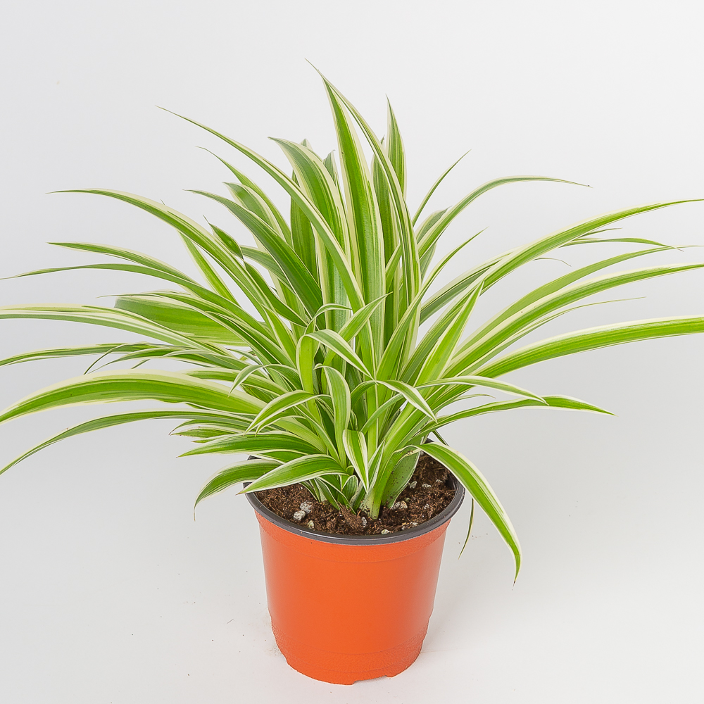 나비란 키우기 쉬운 공기정화식물 인테리어 화분