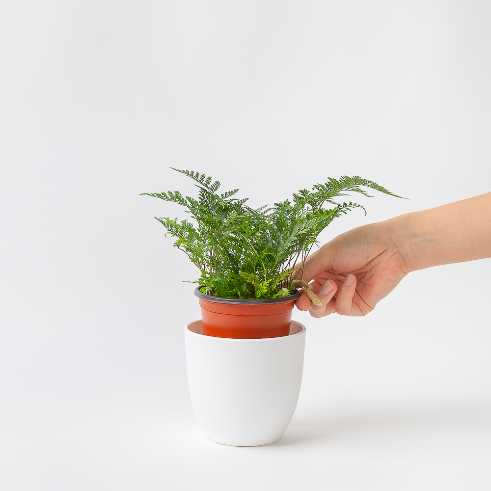 후마타 넉줄고사리 키우기쉬운 반려 식물