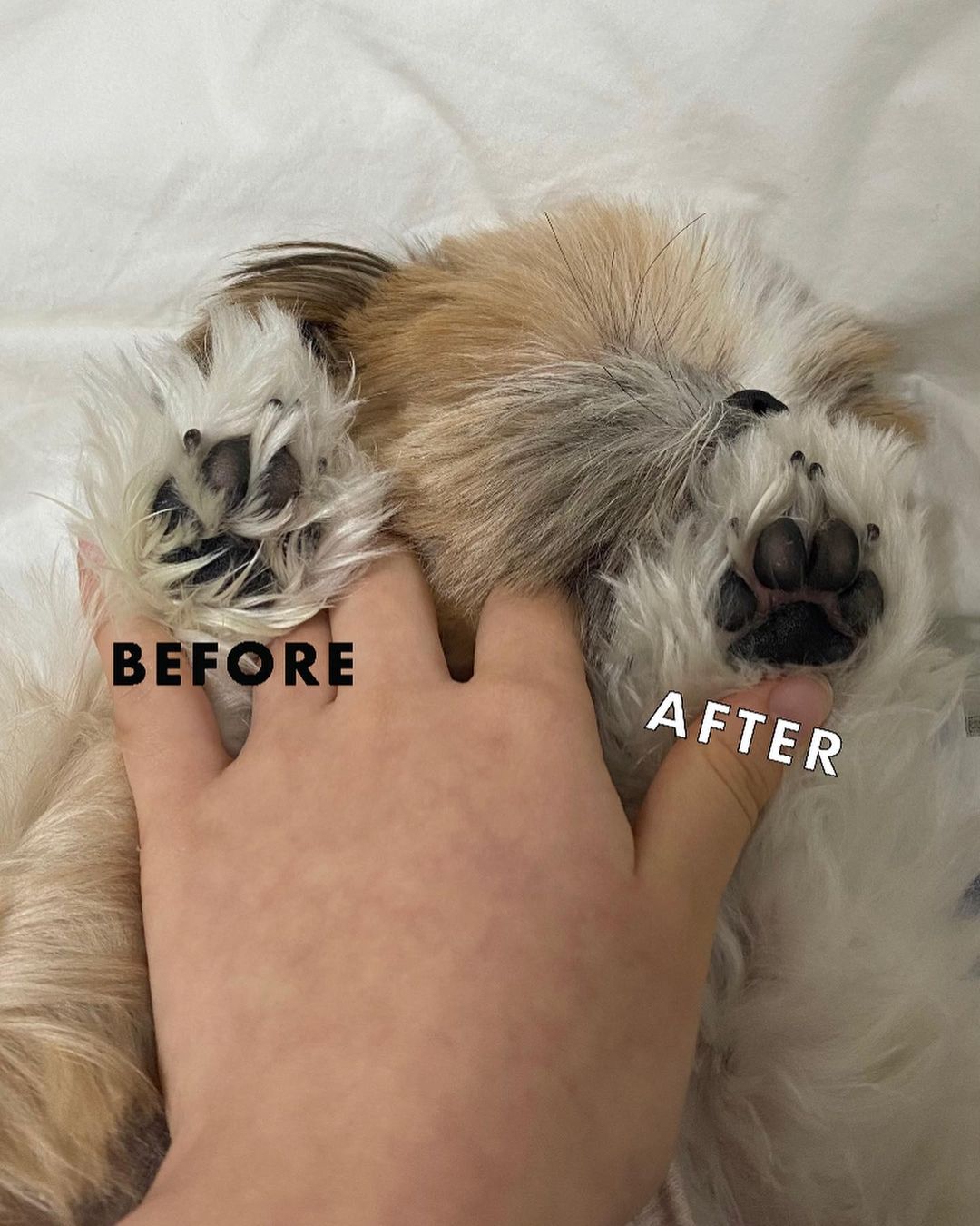 정글살롱 4in1 강아지 애견 바리깡 이발기 멀티트리머 초보자용 발바닥 부분 미용 이미지 4