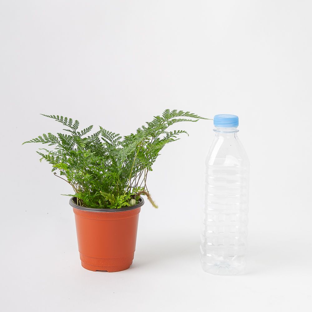 후마타 넉줄고사리 키우기쉬운 반려 식물