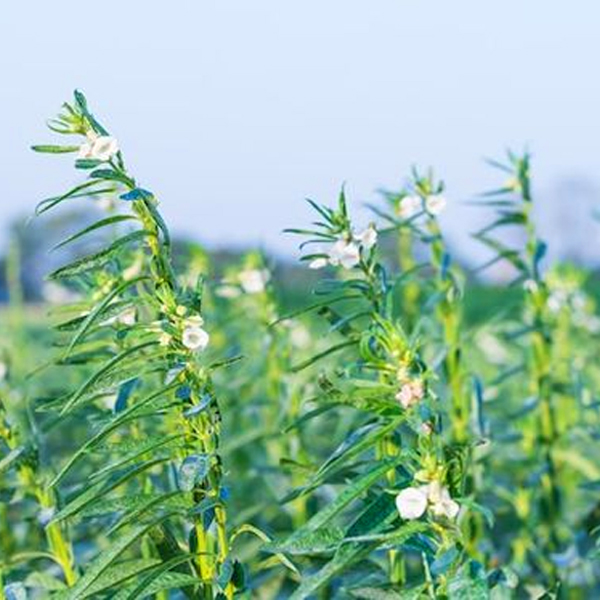 [이광범명가]전통 국산 참기름 300ml / 깨끗히 세척한 참깨 한국전통식품 명인 - 상세 이미지 2