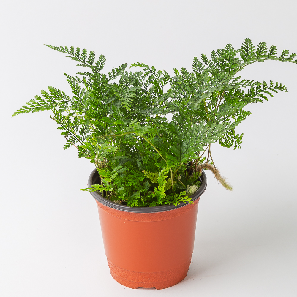 후마타 넉줄고사리 키우기쉬운 반려 식물