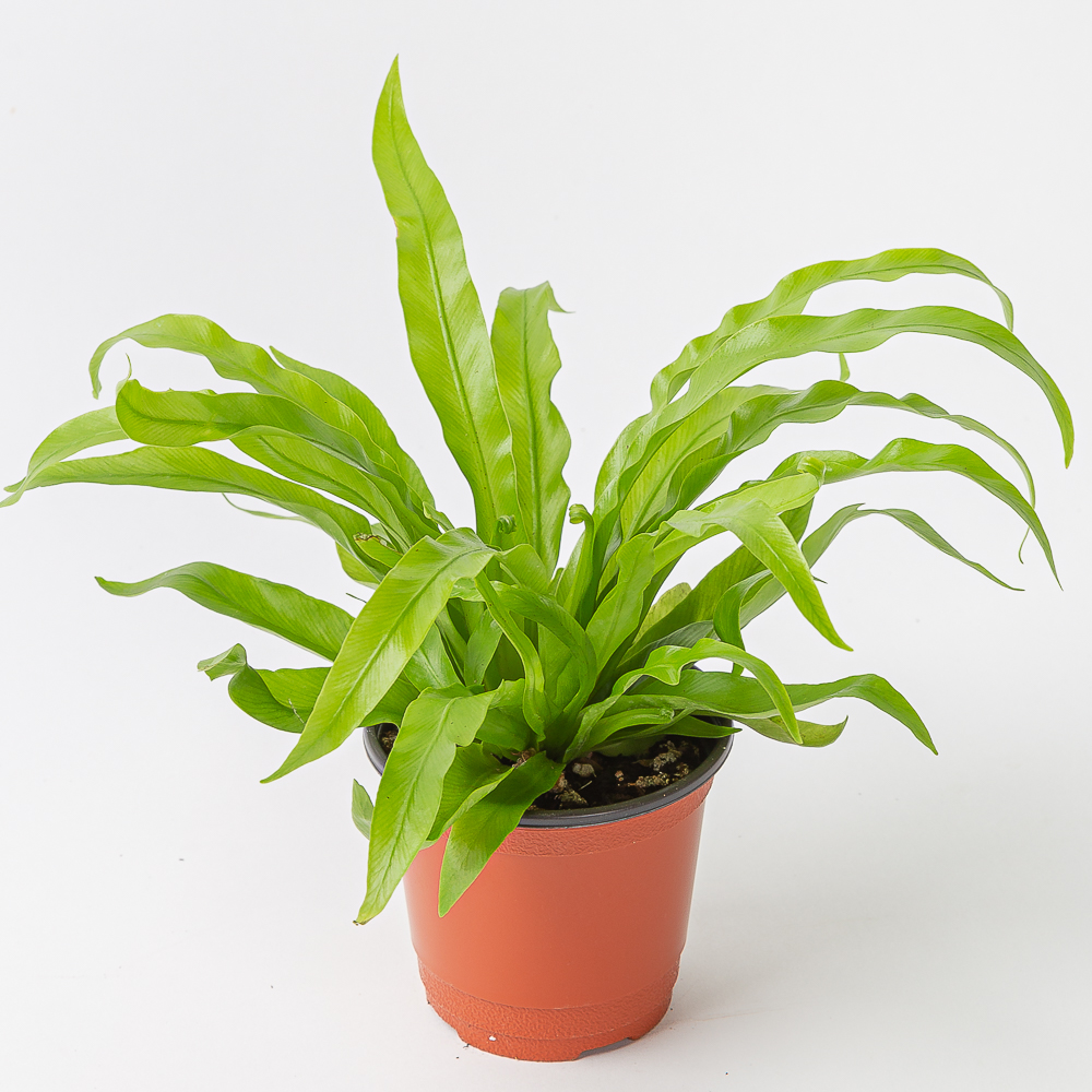 아비스 고사리식물 키우기쉬운 반려 식물 제품 이미지