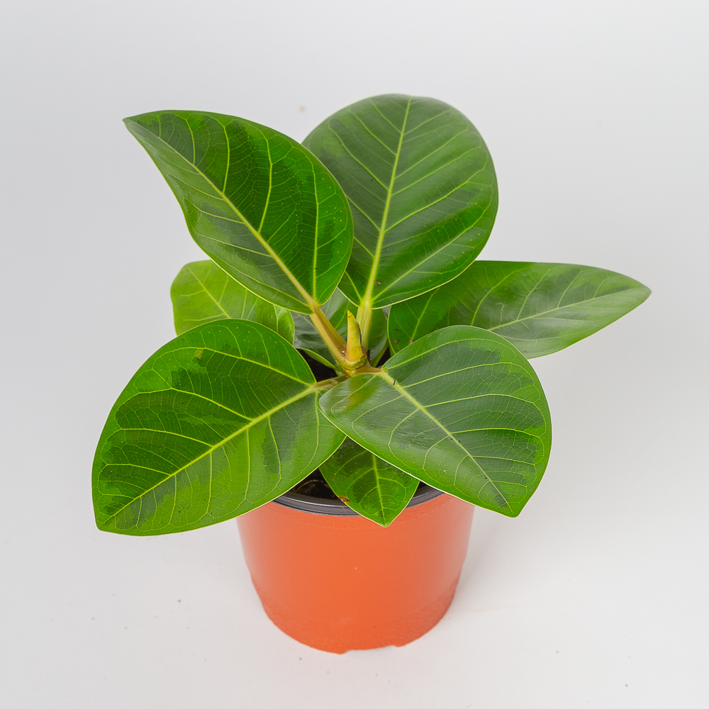 뱅갈고무나무 영원한행복을 주는 인테리어식물