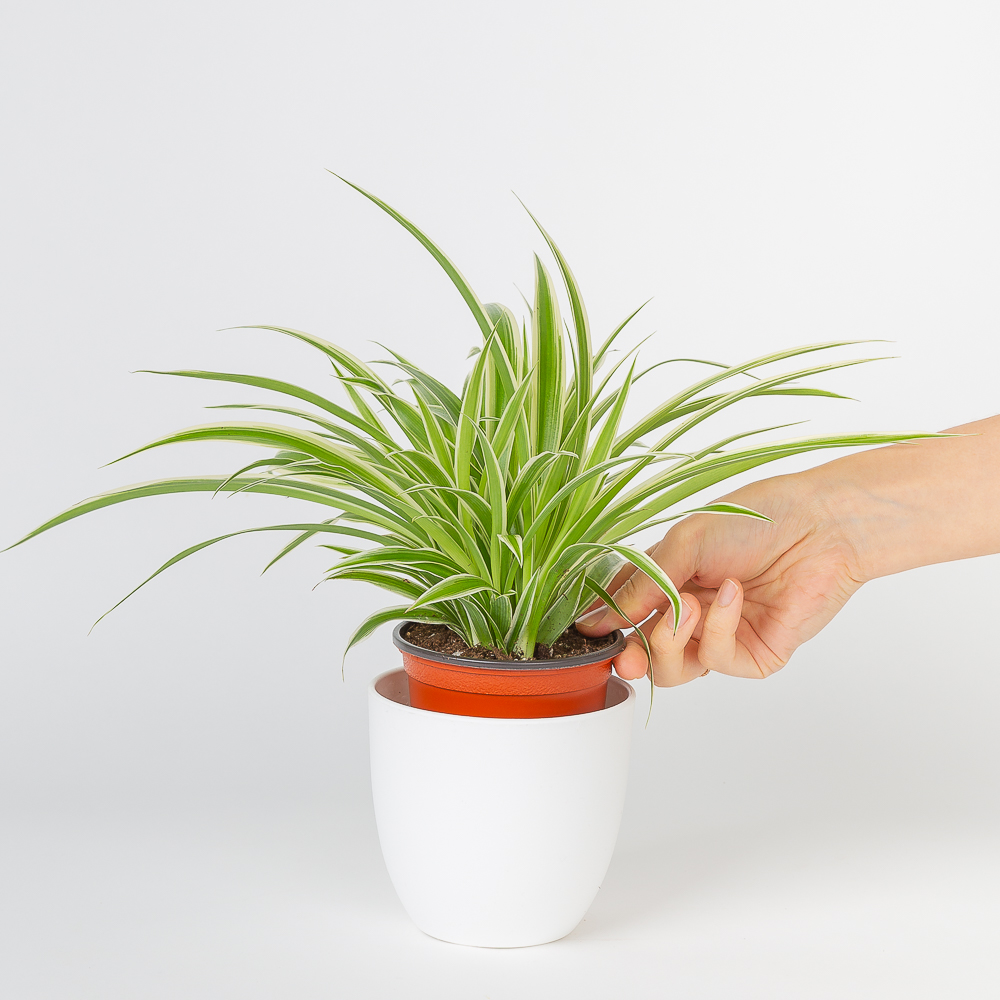 나비란 키우기 쉬운 공기정화식물 인테리어 화분