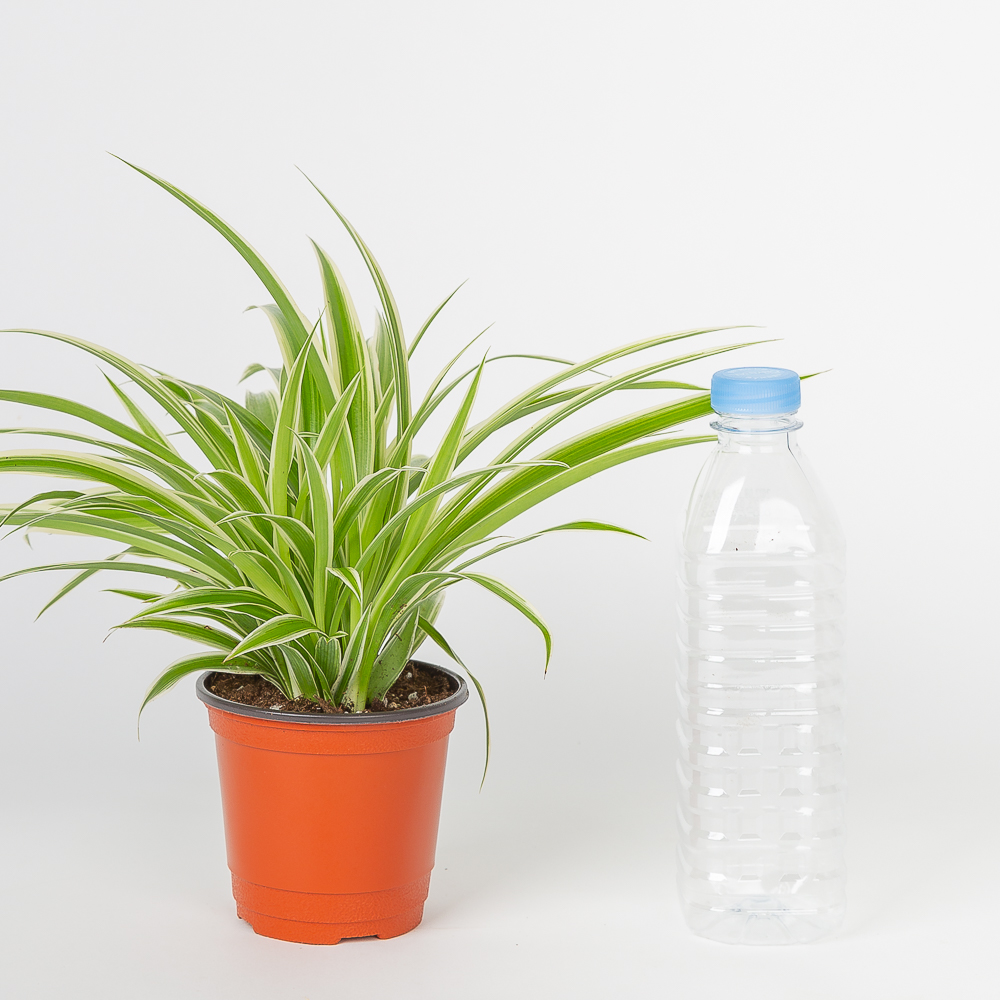 나비란 키우기 쉬운 공기정화식물 인테리어 화분