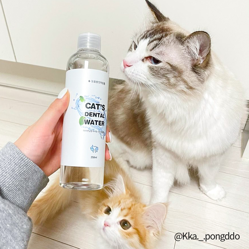 정글몬스터 마시는 고양이 치약 캣 덴탈워터 250ml, 1개 이미지 3