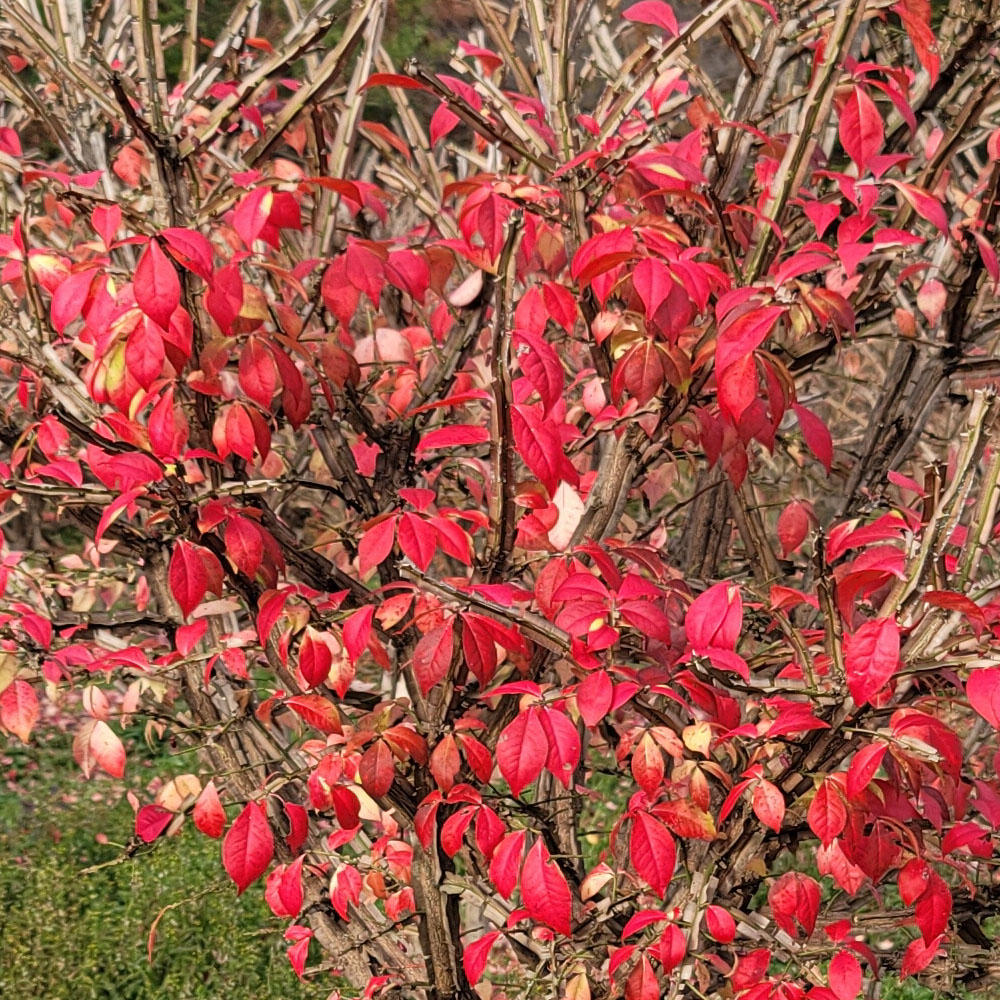 화살나무 1m 화분묘 분묘 이미지 2