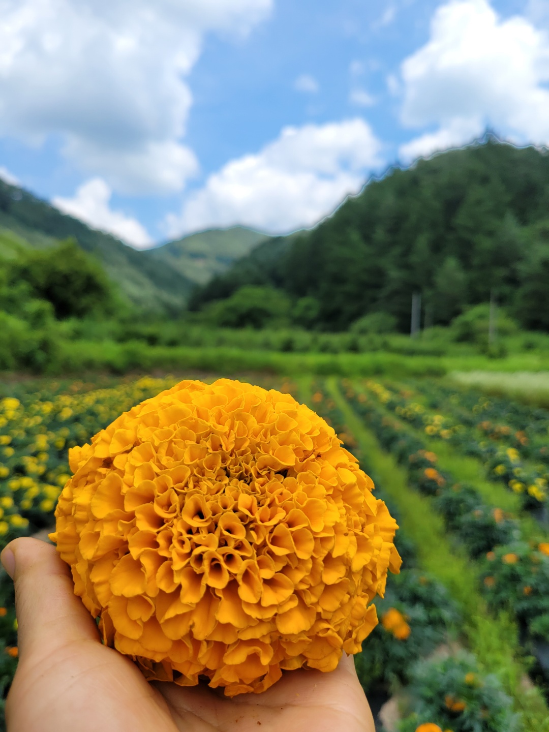 꽃차시대 메리골드 꽃 잎차 - 상세 이미지 4